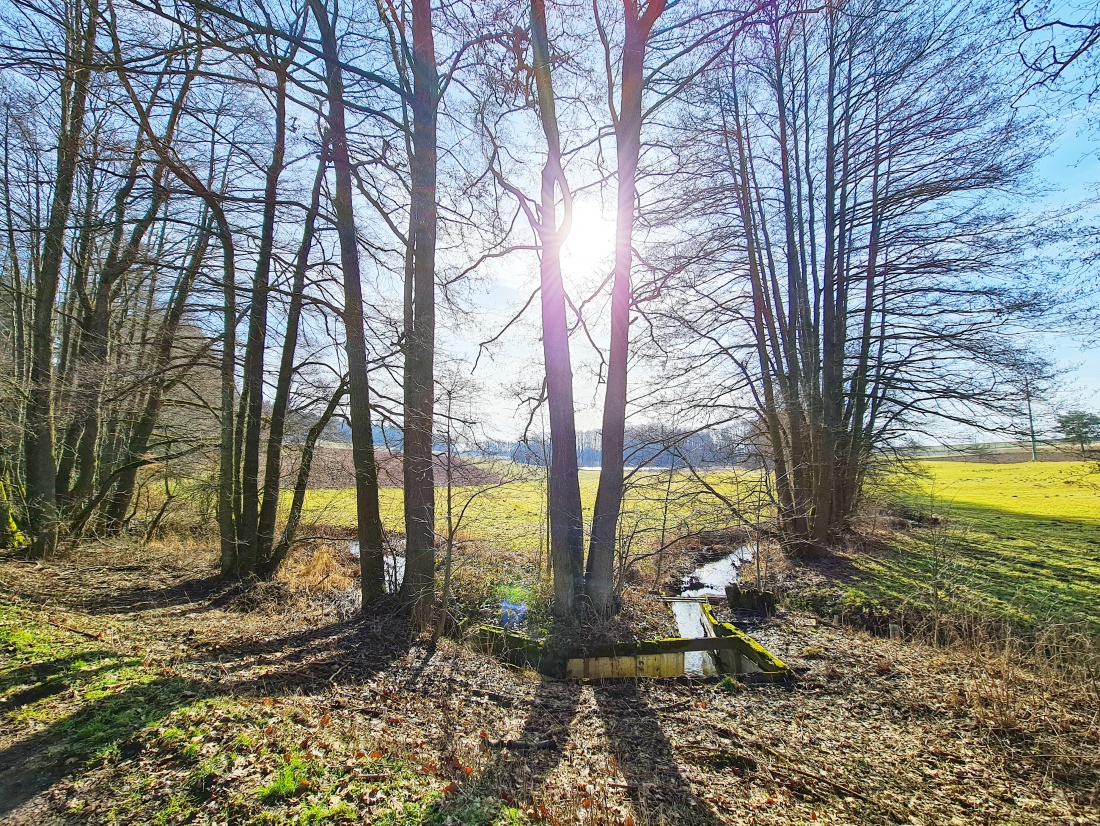 Foto: Jennifer Müller - Die wunderbare Frühlingssonne schimmert durch die Bäume... 