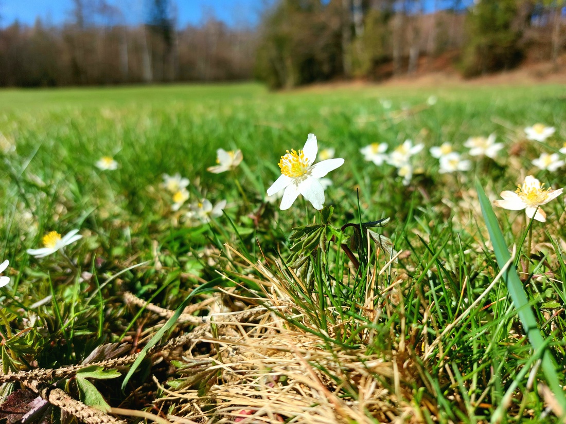 Foto: Martin Zehrer - Mit großen Schritten kommt der Frühling in Godas daher!<br />
 