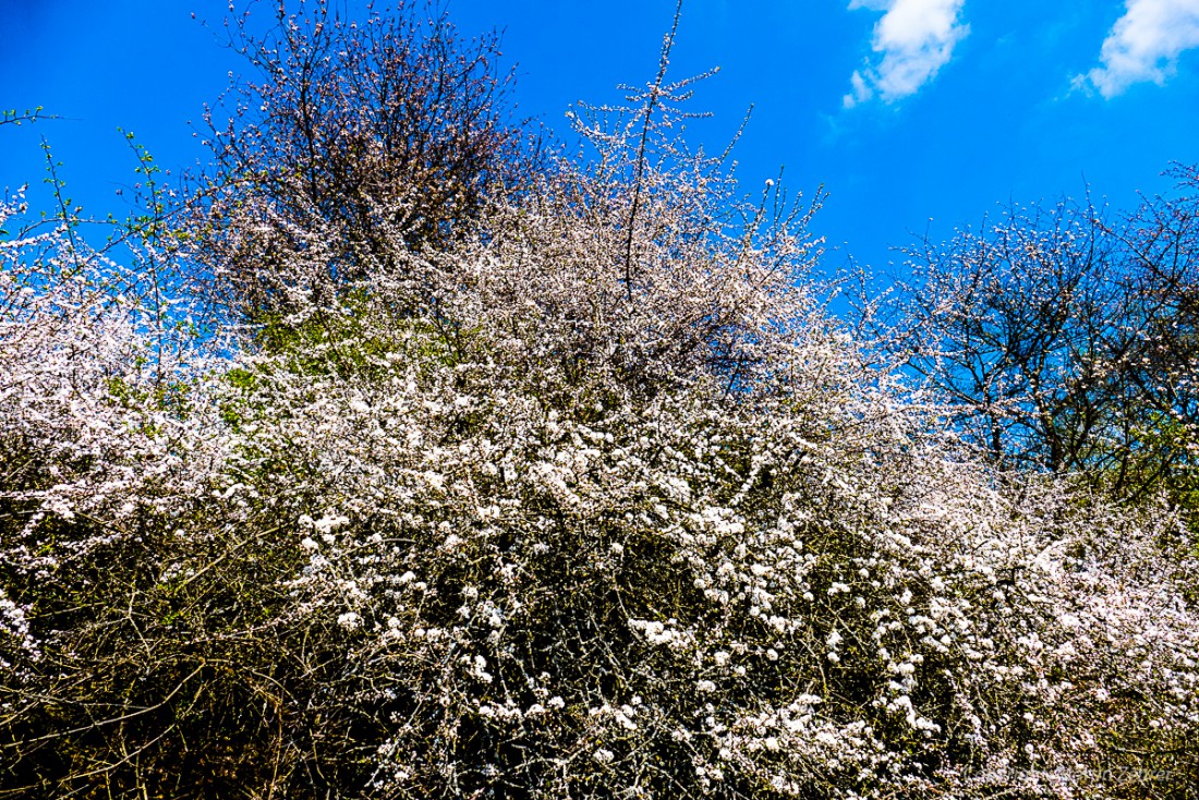 Foto: Martin Zehrer - Blütenmeer am Waldecker Schlossberg 