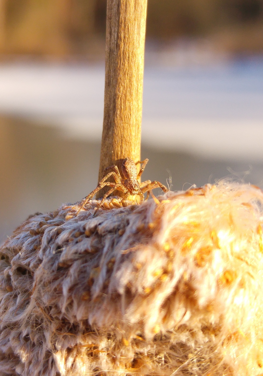 Foto: Martin Zehrer - 3. Januar 2019 - Eine Spinne beim Sonnenbaden... Unglaublich, dass dieses kleine Tierchen bei diesen knackigen Temperaturen überhaupt unterwegs ist.  