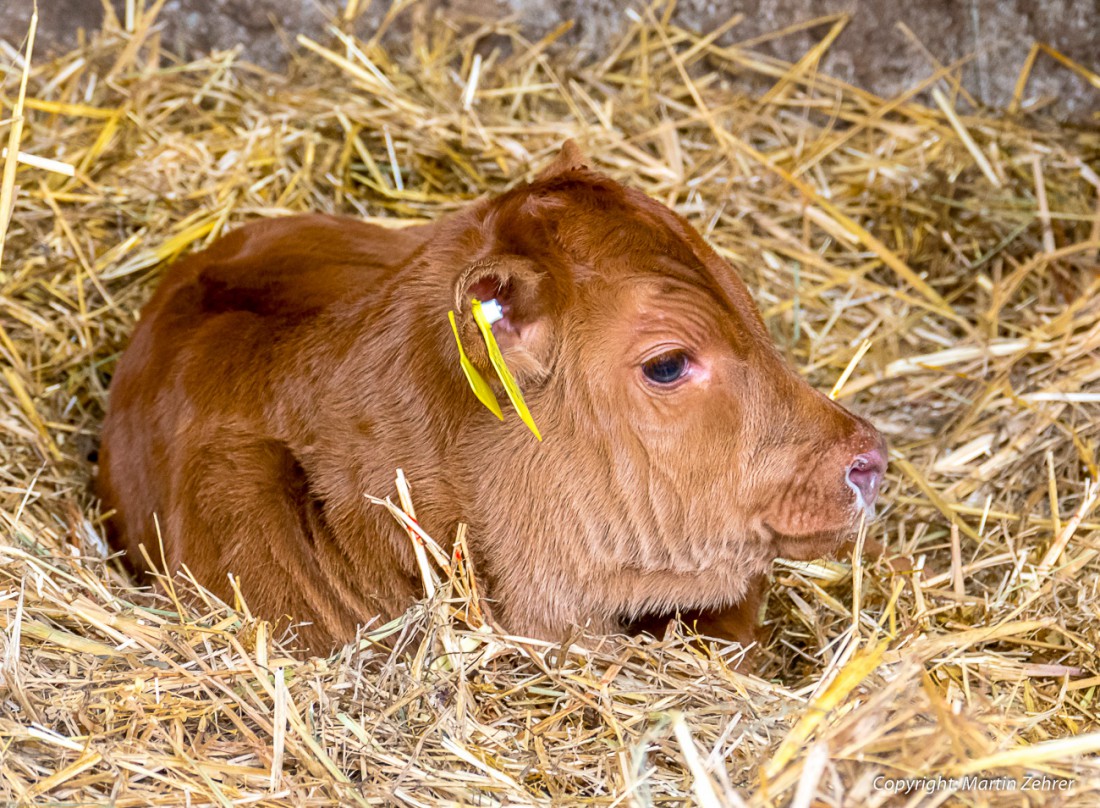 Foto: Martin Zehrer - Huuuurrrraaaa!!! Lissi ist da!!!!<br />
<br />
Gerade mal vor einem Tag das Licht der Welt erblickt... Mama lässt mich nicht aus den Augen ;-) 