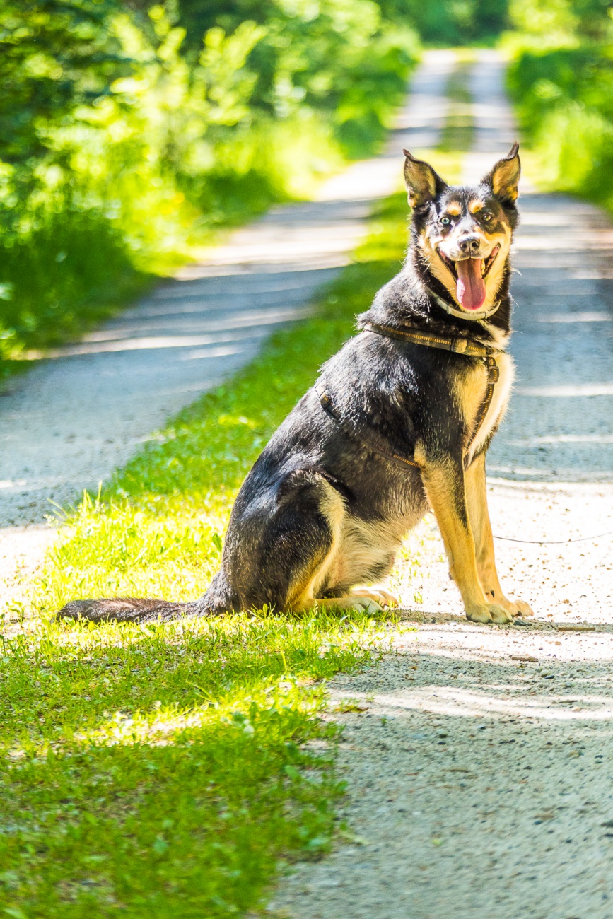 Foto: Martin Zehrer - --- VITO sucht sein Für-Immer-Zuhause! ---<br />
<br />
Rasse: Vermutlich Australian Kelpie<br />
Name: VITO<br />
Alter: Ca. 2-3 Jahre<br />
Fundort: Nähe der Sternwarte Tirschenreuth<br />
<br />
Magisch 