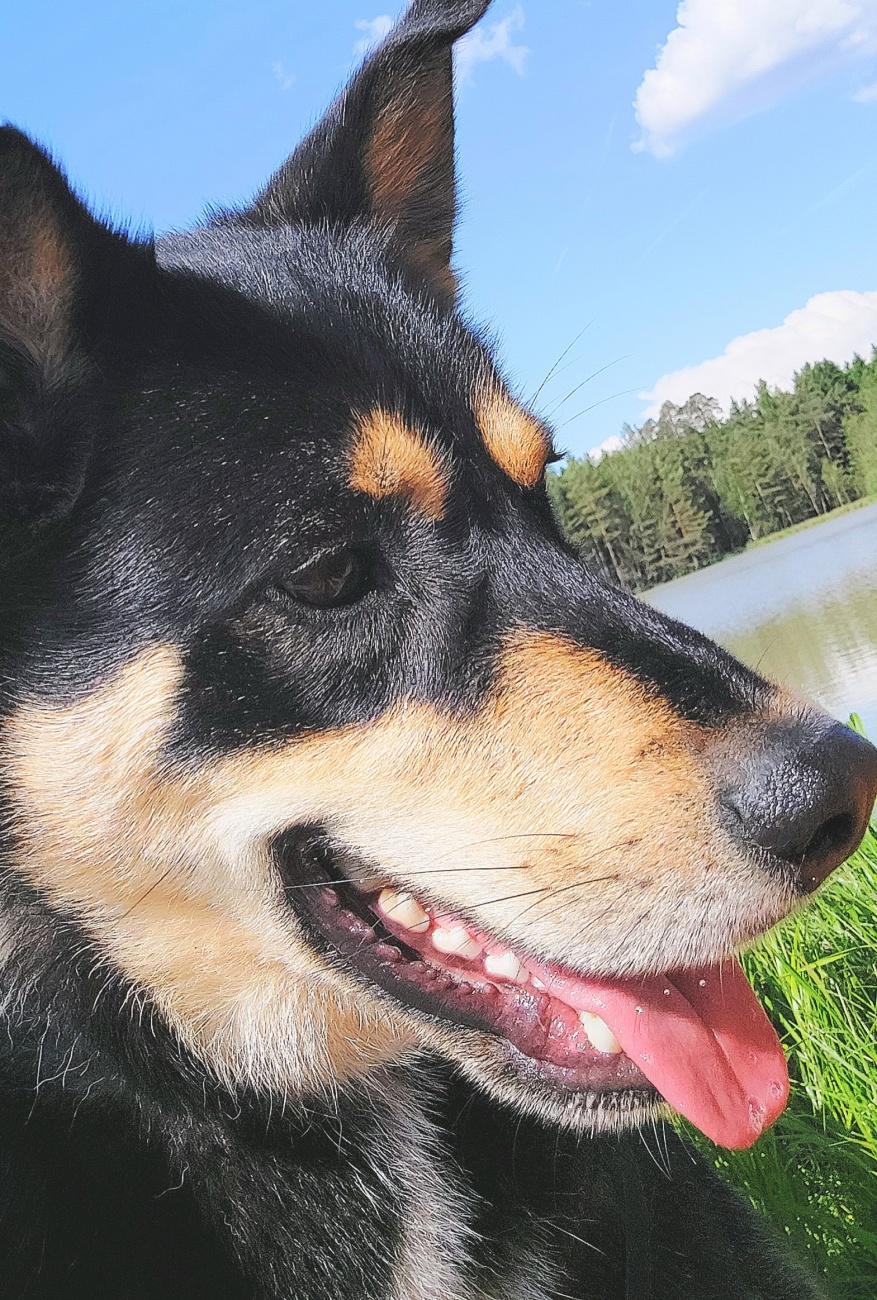 Foto: Martin Zehrer - --- VITO sucht sein Für-Immer-Zuhause! ---<br />
<br />
Rasse: Vermutlich Australian Kelpie<br />
Name: VITO<br />
Alter: Ca. 2-3 Jahre<br />
Fundort: Nähe der Sternwarte Tirschenreuth<br />
<br />
Magisch 