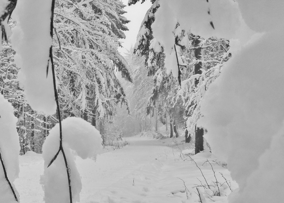 Foto: Jennifer Müller - Unterwegs am Steinwald... Die Bäume ächzen bereits unter der enormen Schneelast. 