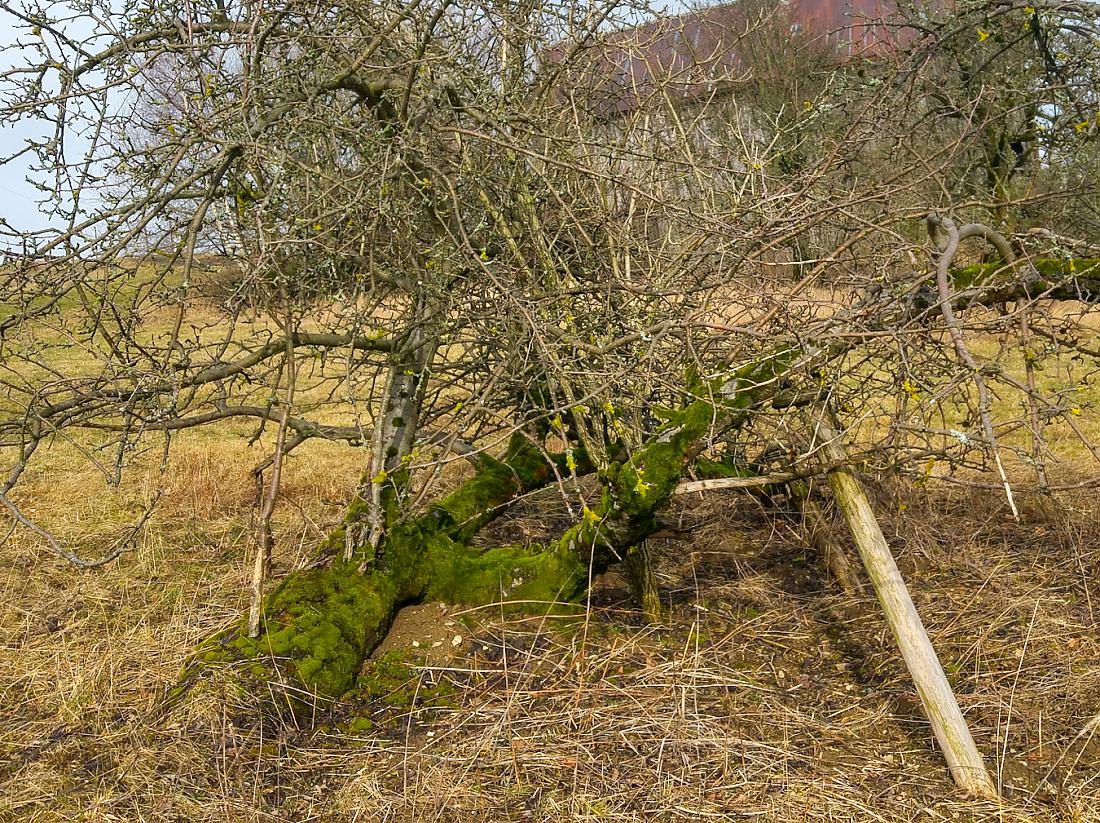 Foto: Martin Zehrer - Ein liegender Baum... 