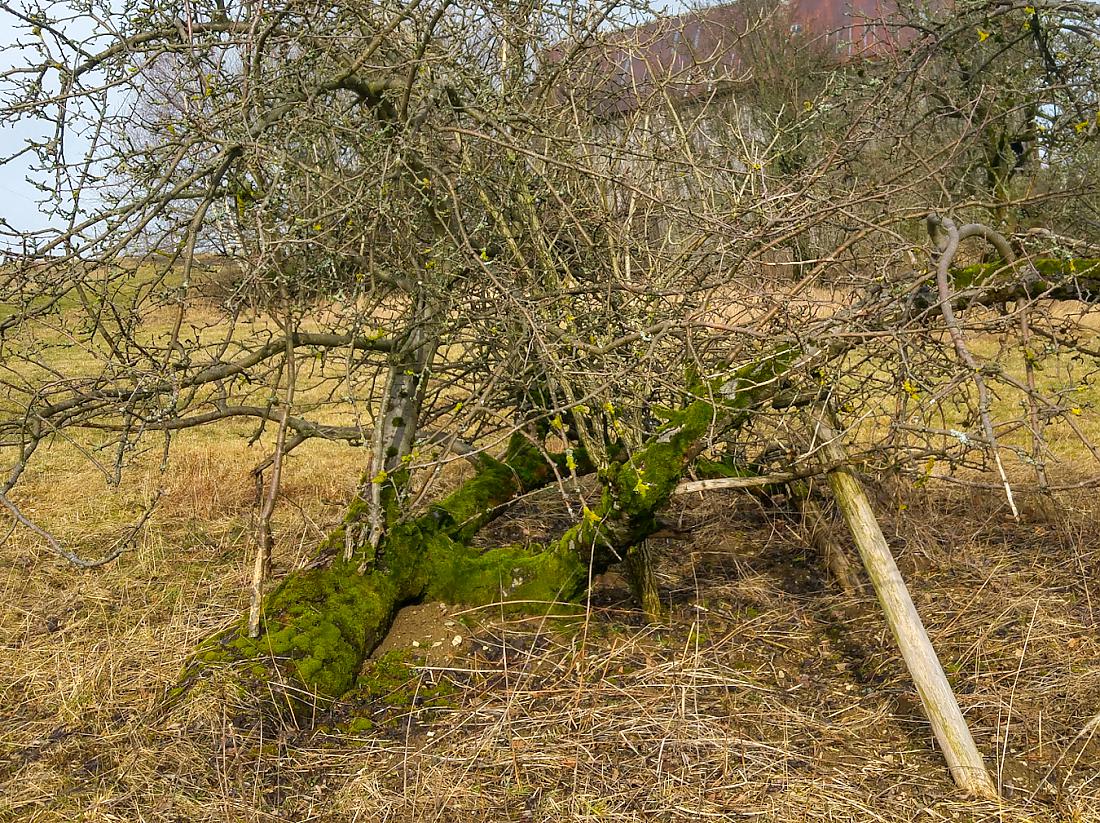 Foto: Martin Zehrer - Ein liegender Baum... 