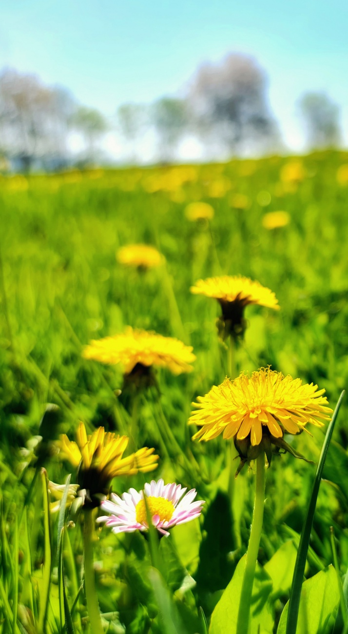 Foto: Maria - Einfach Frühling! 