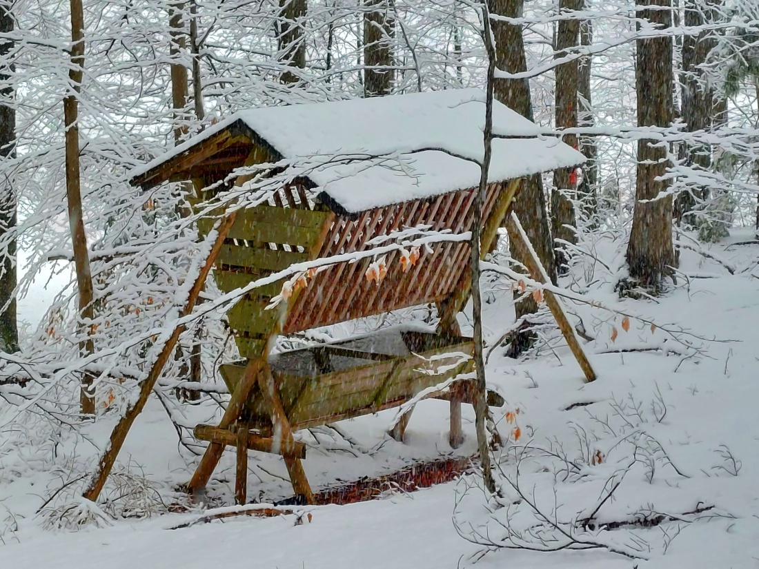 Foto: Martin Zehrer - Eine Futtergrippe im Wald bei Albenreuth.  