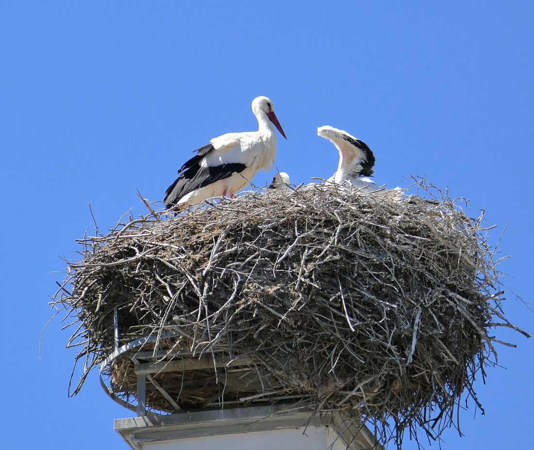Familie Storch aus Kemnath...

Bis jetzt waren zwei niedliche Küken zu erkennen.
Es scheint, dass der erwachsene Storch sich an diesen heissen Tagen im Nest aufrichtet, um den Küken Schatten zu spenden.
Bei Temperaturen um die 30 Grad und sehr sommerlichen Wetter scheinbar ein Muss, da sonst die Kleinen überhitzen könnten.
Dieser Storchen-Horst befindet sich auf dem alten Amtsgericht in Kemnath.

29. Mai 2026