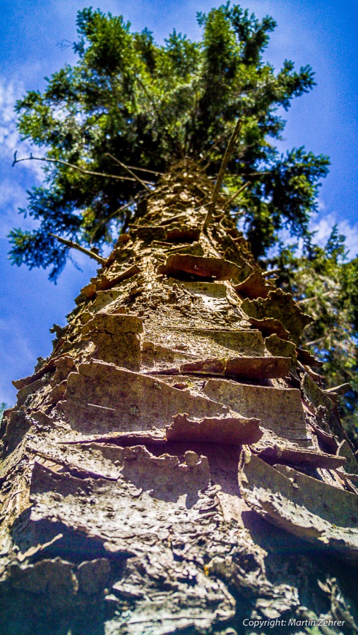 Foto: Martin Zehrer - Schuppen-Fichte... der ganze Stamm ist bis oben hin aufgefranzt.<br />
<br />
Abkürzung: Ein Feldweg kurz vor Hermannsreuth...<br />
<br />
Gigantische Radtour an einem gigantischen Sonntag. 