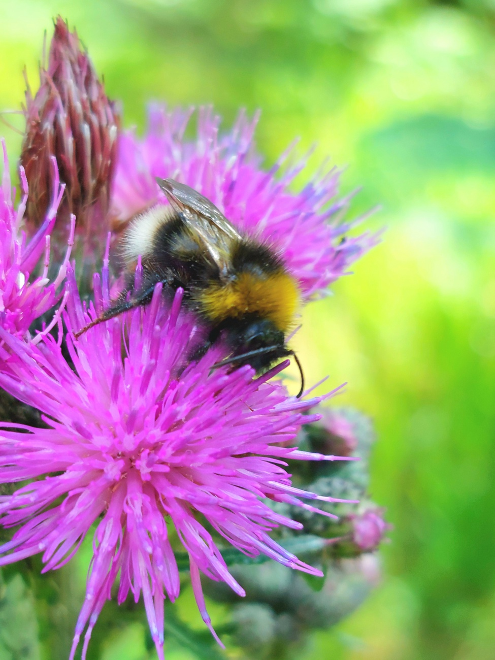 Foto: Martin Zehrer - Eine Hummel ist fleißig im Wald unterwegs... 