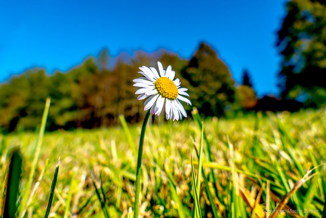 Foto: Martin Zehrer - Schrei nach Sonne - Nr. 2 