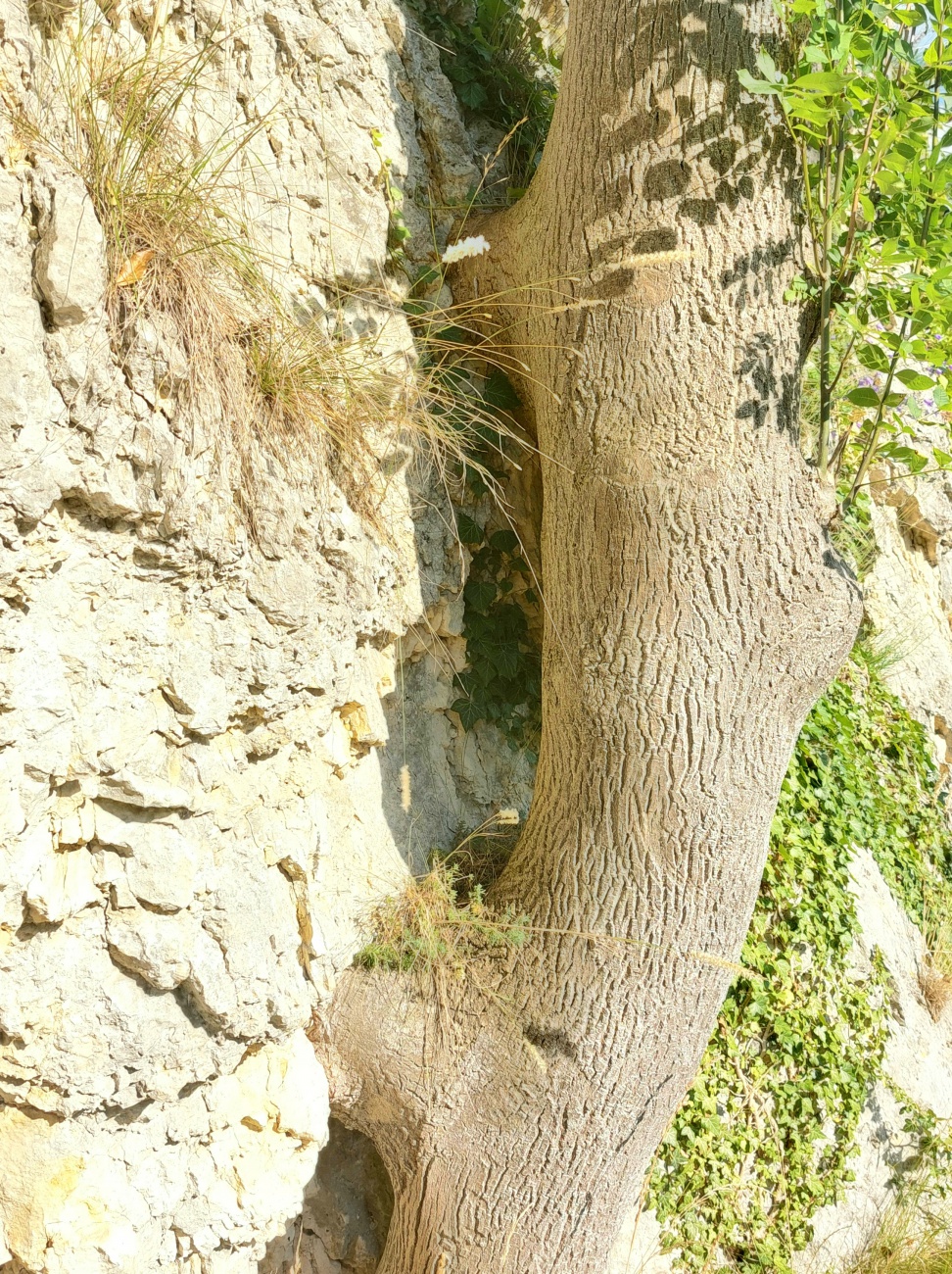 Foto: Martin Zehrer - Ein Baum hat sich in die Felswand gearbeitet. 