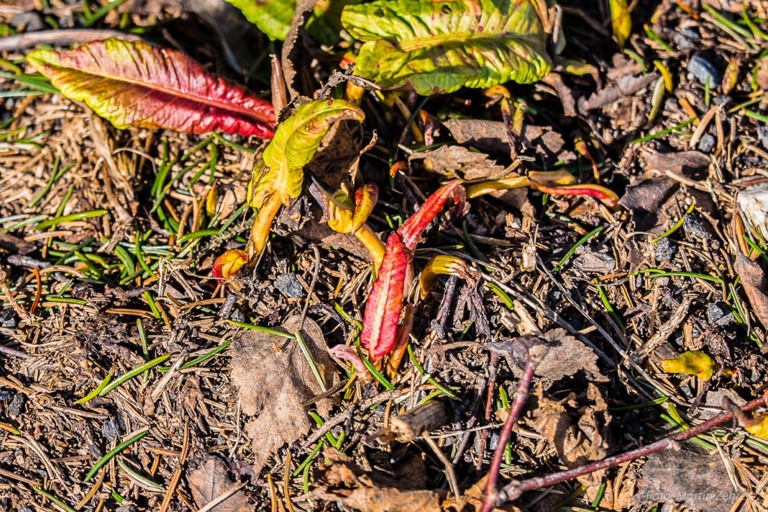 Foto: Martin Zehrer - 4. März 2017 - Frische Frühlingsfarben, langsam kommt die Pflanzenwelt ins Wachstum. Gesehen bei Godas... 