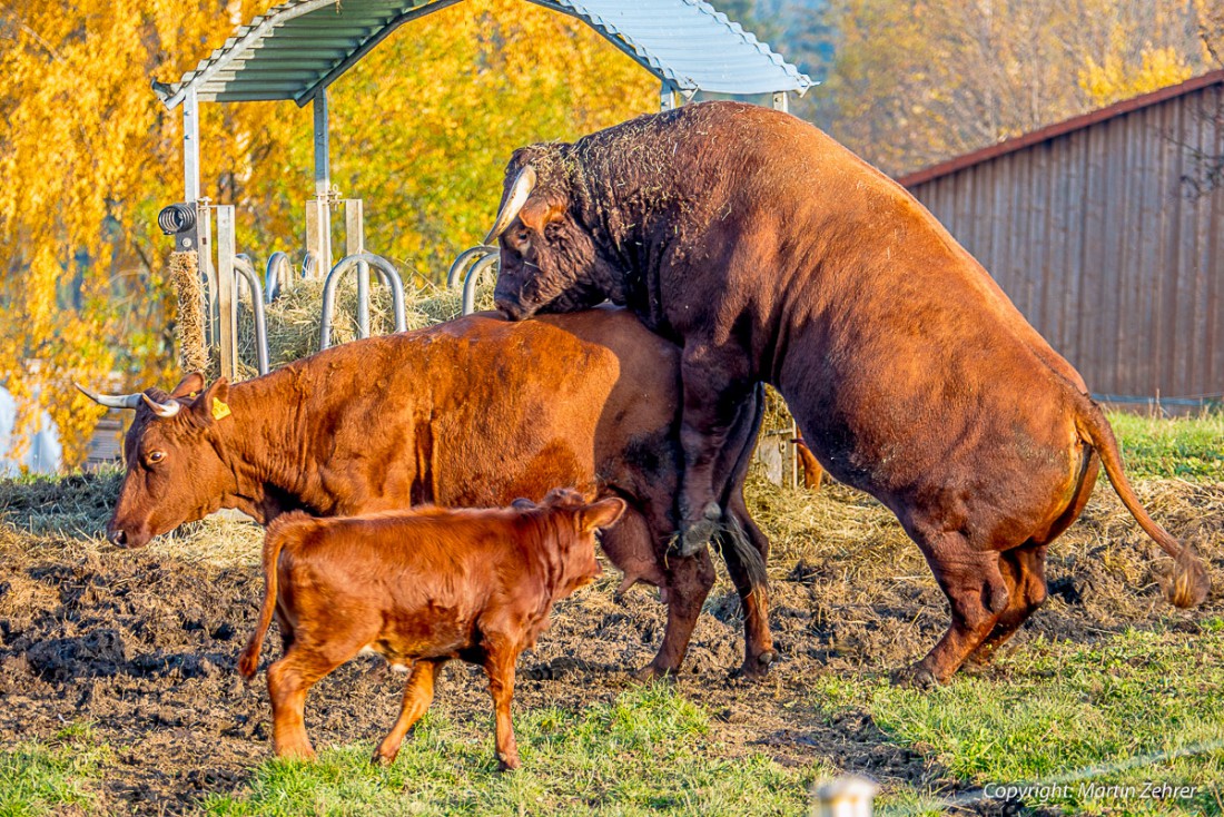 Foto: Martin Zehrer - Herbstliebe - Ikka liebt seine Kühe. Der Höhen-Rotvieh-Bulle sorgt für Nachwuchs und gibt den Kühen das Gefühl der Liebe ;-) <br />
<br />
Früher war das Rote Höhenvieh eine typisc 