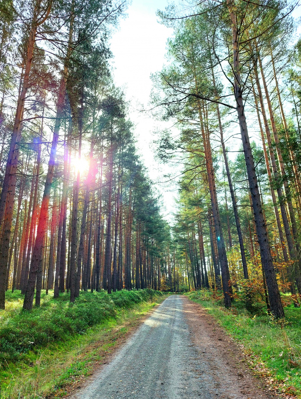 Foto: Martin Zehrer - Bei Eisersdorf... durch den wunderschönen Herbstwald! 