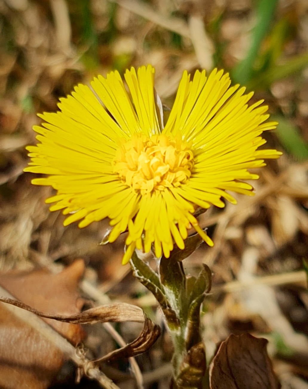 Foto: Jennifer Müller - Ein sonnengelber Frühlingsbote... 