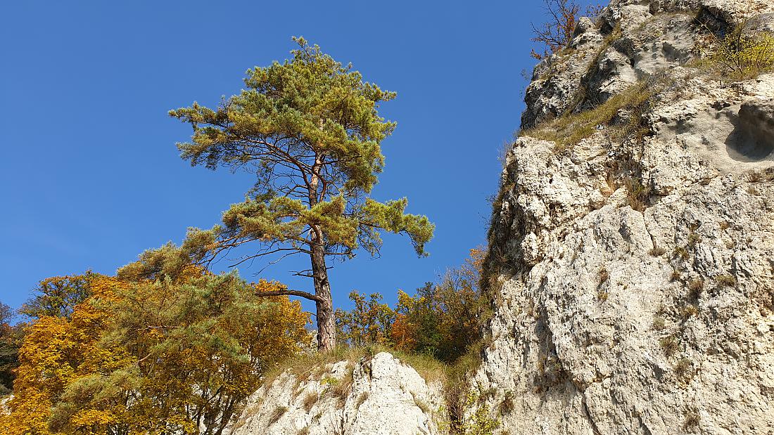 Foto: Martin Zehrer - Steht in der Nähe des Kloster Weltenburg oben auf den Felsen... 