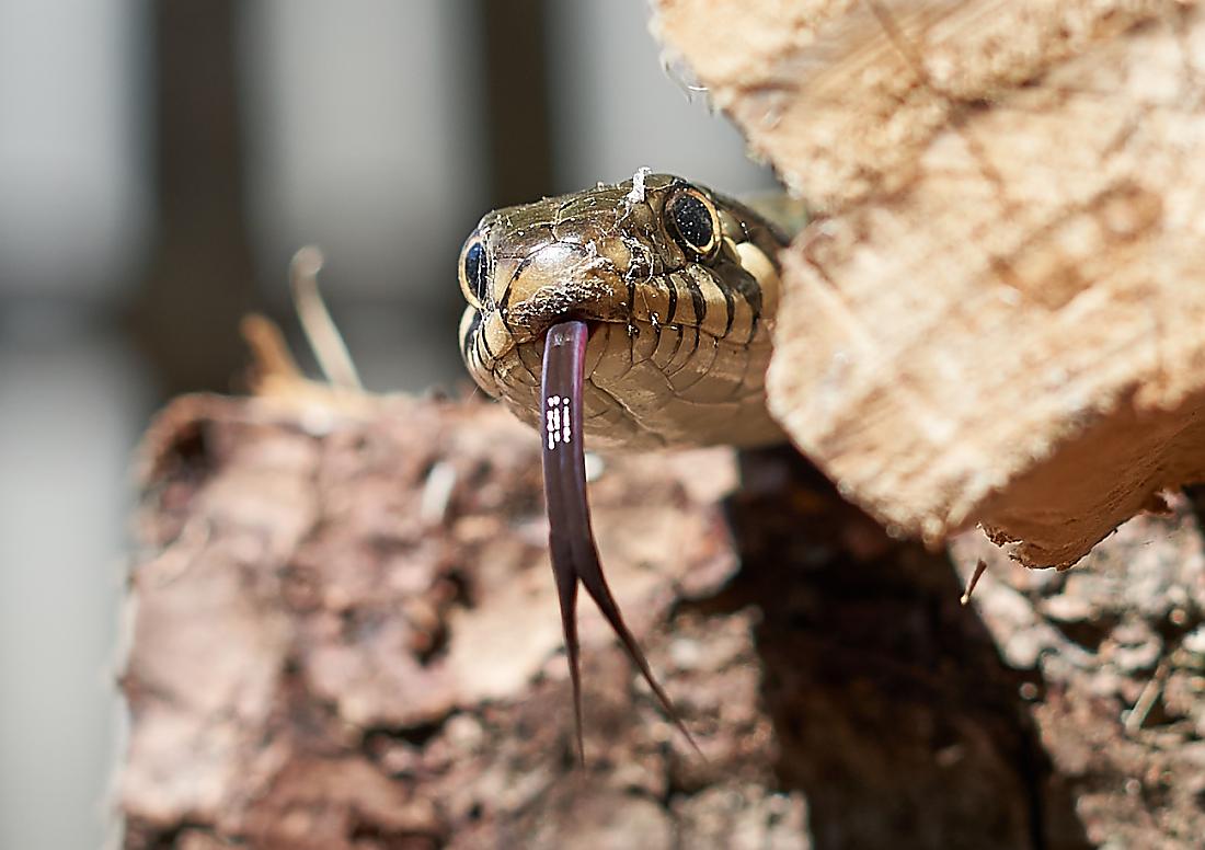 Foto: Martin Zehrer - WOW!!! Sehr imposant!!!<br />
<br />
Zufällig entdeckten meine Nachbarn beim Holzstoß abtragen diese wunderschöne Schlange. Nach einiger Zeit des Verharrens packte die Schlange die 