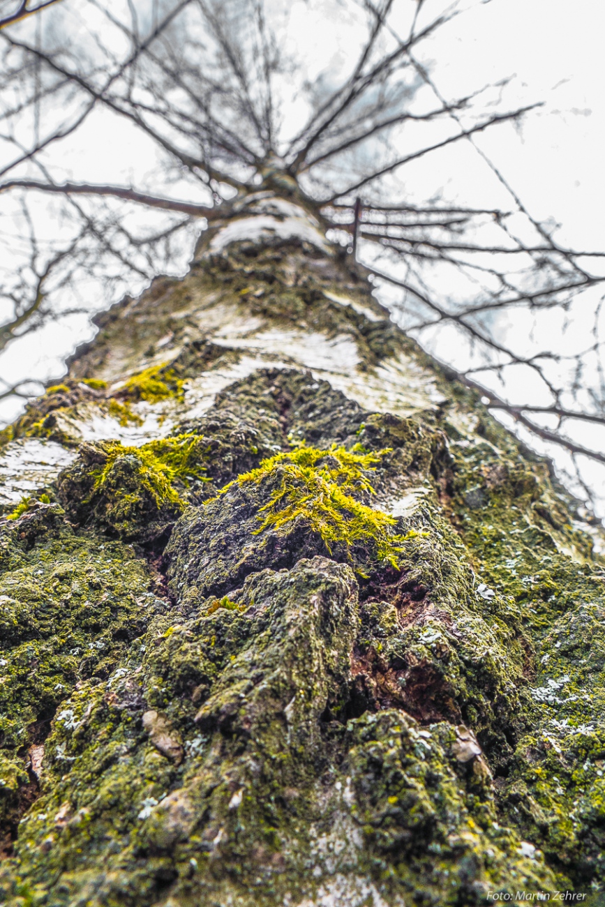 Foto: Martin Zehrer - Birke bei Neusteinreuth - Knorpelige Schale, harter Kern... 