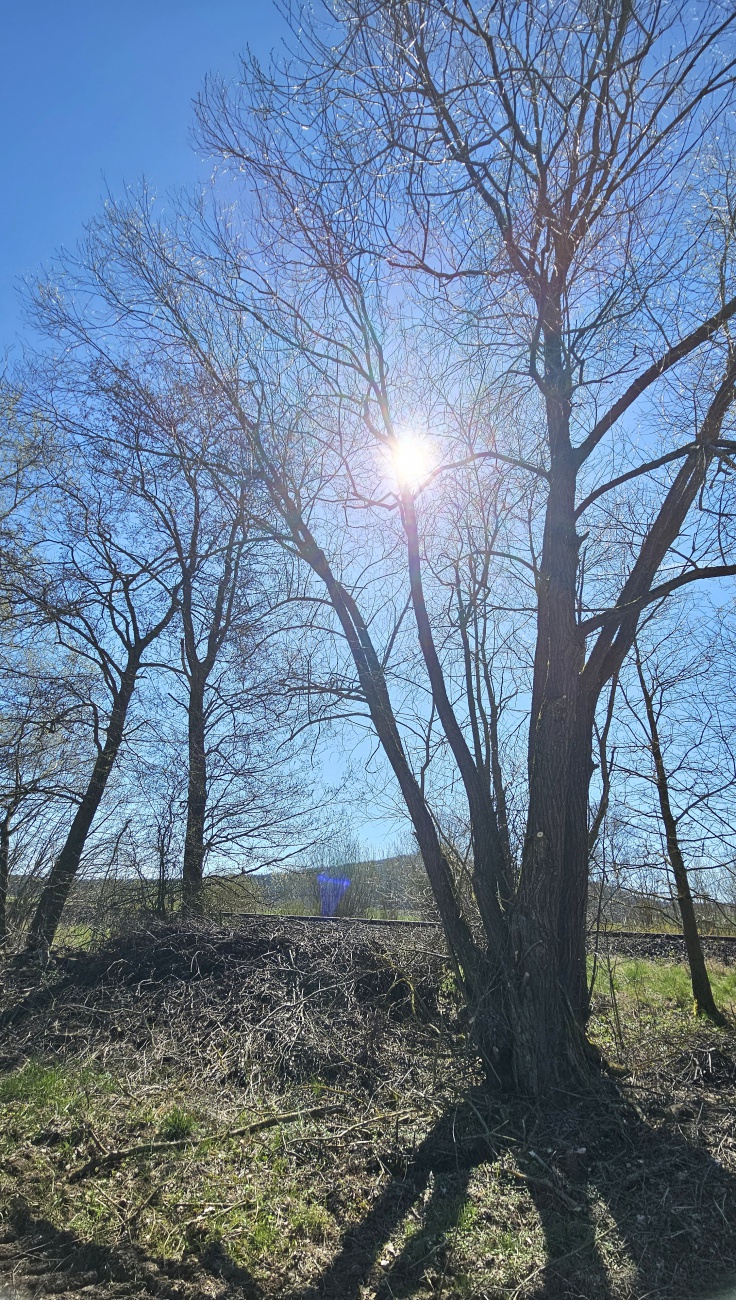 7. April 2026 - was für ein wunderschöner Frühlings-Tag...

Wandern in der Au bei Guttenthau.