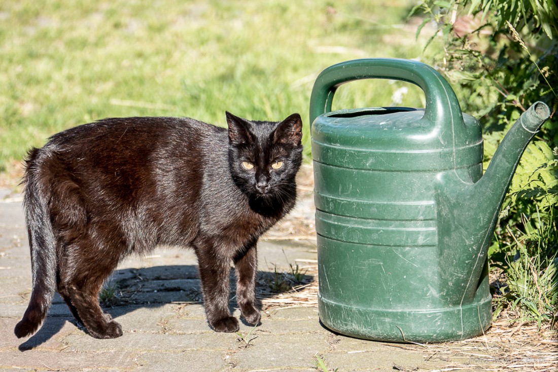 Foto: Martin Zehrer - Gießkannenkatze auf Köstlers Bauernhof in Hermannsreuth bei Ebnath ;-) 