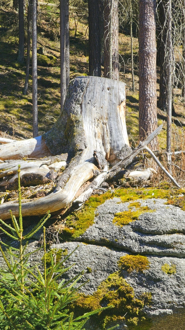 Auf dem Weg zur Waldnaabtal-Blockhütte...
Herrlich wilde Natur...