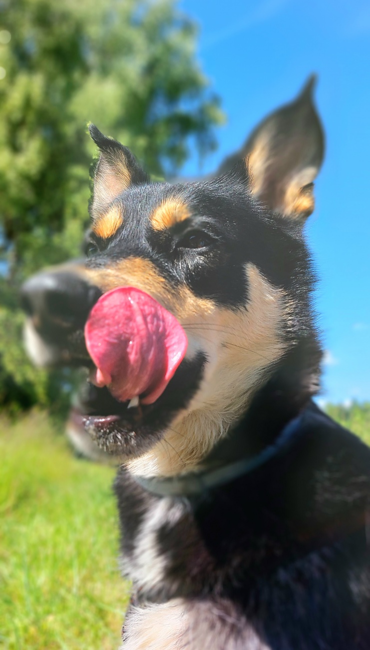 Foto: Martin Zehrer - --- VITO sucht sein Für-Immer-Zuhause! ---<br />
<br />
Rasse: Vermutlich Australian Kelpie<br />
Name: VITO<br />
Alter: Ca. 2-3 Jahre<br />
Fundort: Nähe der Sternwarte Tirschenreuth<br />
<br />
Magisch 
