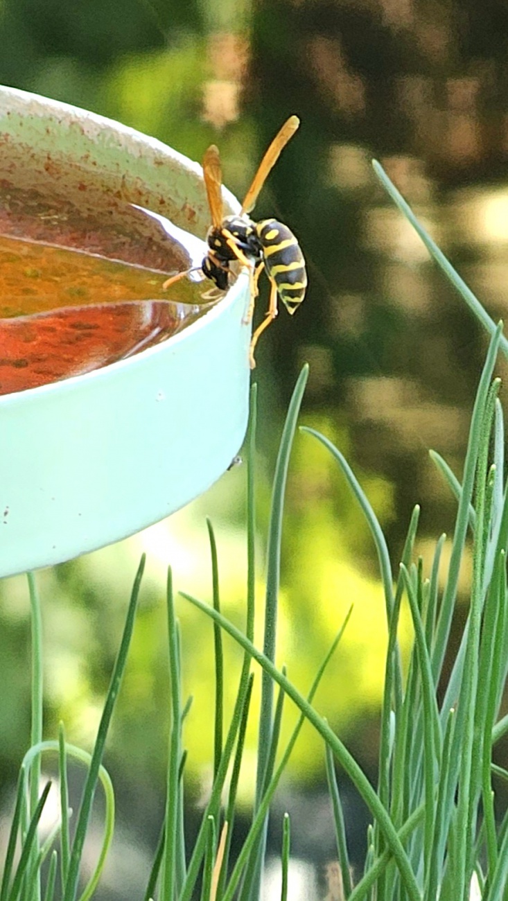 Eine Wassertränke für Insekten. Diese Wespe nutzt dieses Angebot ausgiebig.
Heute ist der 25. Juli 2026. 
Das Wetter ist mit ca. 35 Grad sehr sommerlich. Schon mehrere Tage steigt das Thermometer über 30 Grad, Nachts kühlt es besten Falls nur mehr auf 18 bis 20 Grad ab. 
Die Wassertemperatur im immenreuther Freibad war gestern, um 15 Uhr, mit 26,5 Grad gemessen worden.