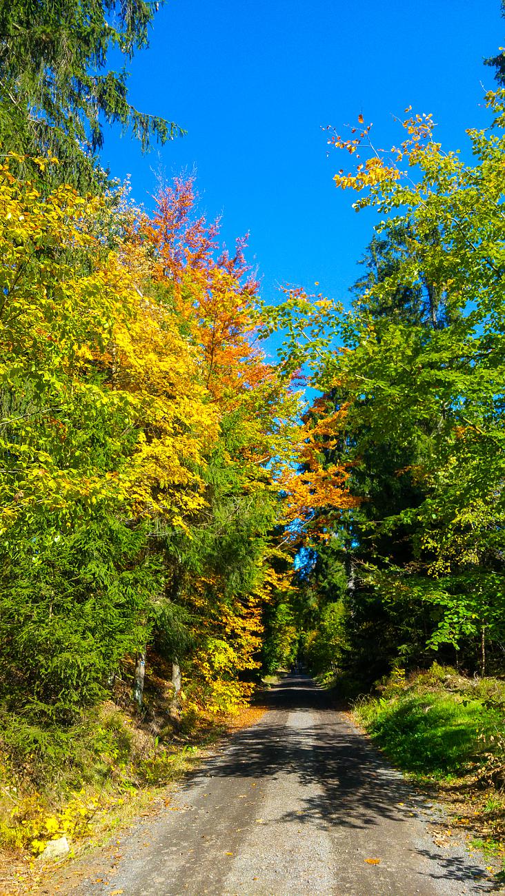 Foto: Martin Zehrer - Vormittags-Wanderung in den Steinwald. Der goldene Herbst ist mit ca. 22 Grad Temperatur, blauem Himmel und kräftigen Sonnenschein zurück...<br />
<br />
13.10.2019 