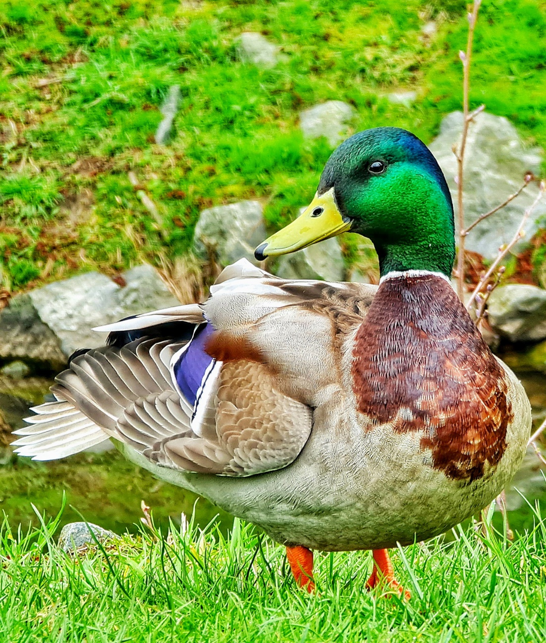 Foto: Jennifer Müller - Portrait-Erpel ;-)<br />
Gesehen am kemnather Stadtweiher.  