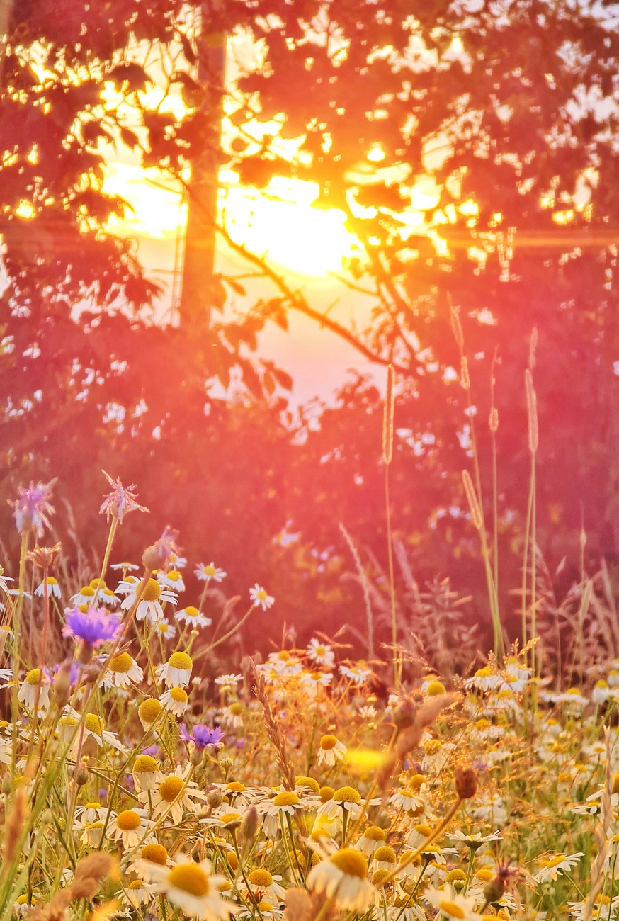 Sommer, Sonne... wunderschön!
