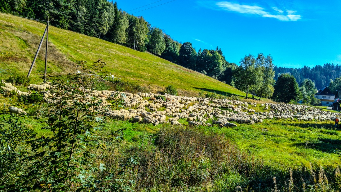 Foto: Martin Zehrer - Schafherde am Ochsenkopf bei herrlichem Herbstwetter... am 25.September 2016 