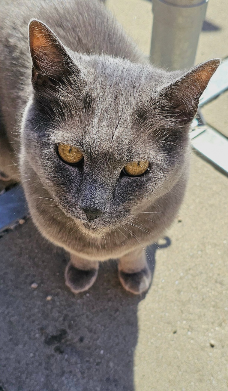 Fremde Katze zu Besuch in der Mittagspause...
