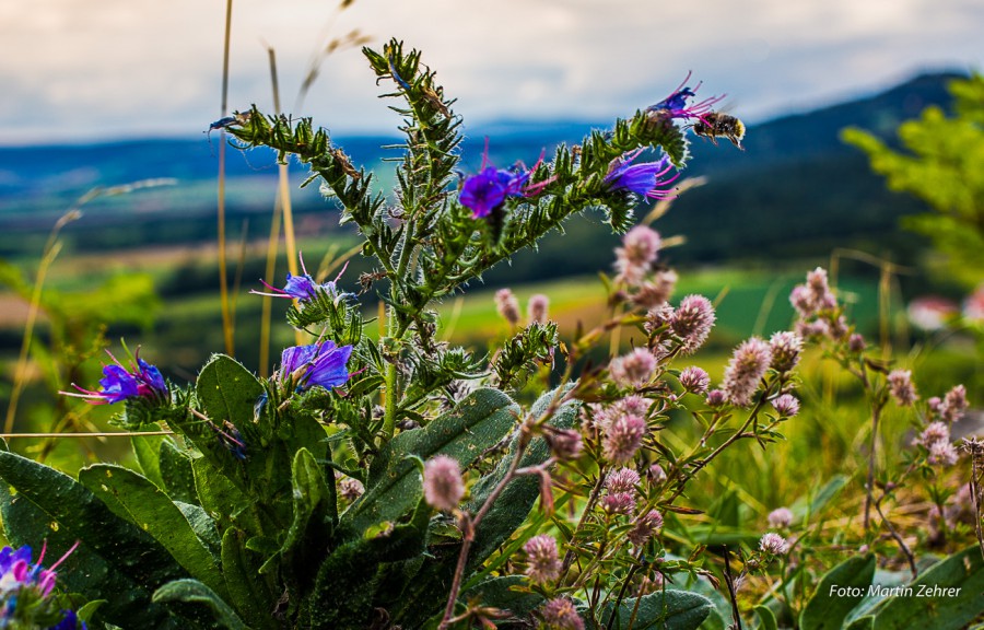 Foto: Martin Zehrer - Auf dem Schloßberg bei Waldeck in der Oberpfalz. Eine himmlische Aussicht in eine bezaubernde Landschaft. <br />
Wer hier noch nicht war, hat nur die halbe Oberpfalz gesehen.  