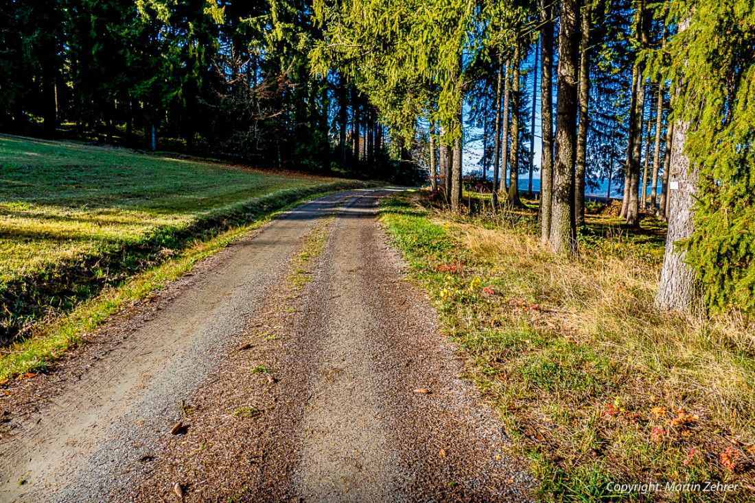 Foto: Martin Zehrer - Ein Weg im Zissler-Wald... Herbstwanderung am 8. November 2015 - Temperatur ca. 17 Grad 