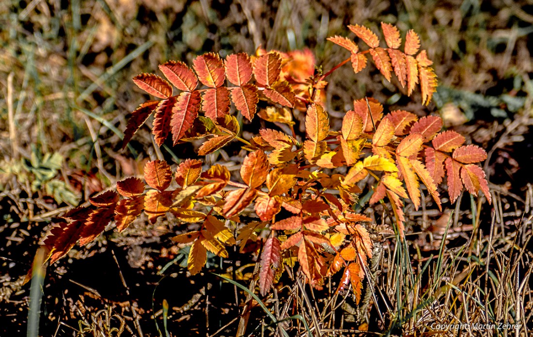 Foto: Martin Zehrer - Herbstfarben am Wegesrand... 8. November 2015 