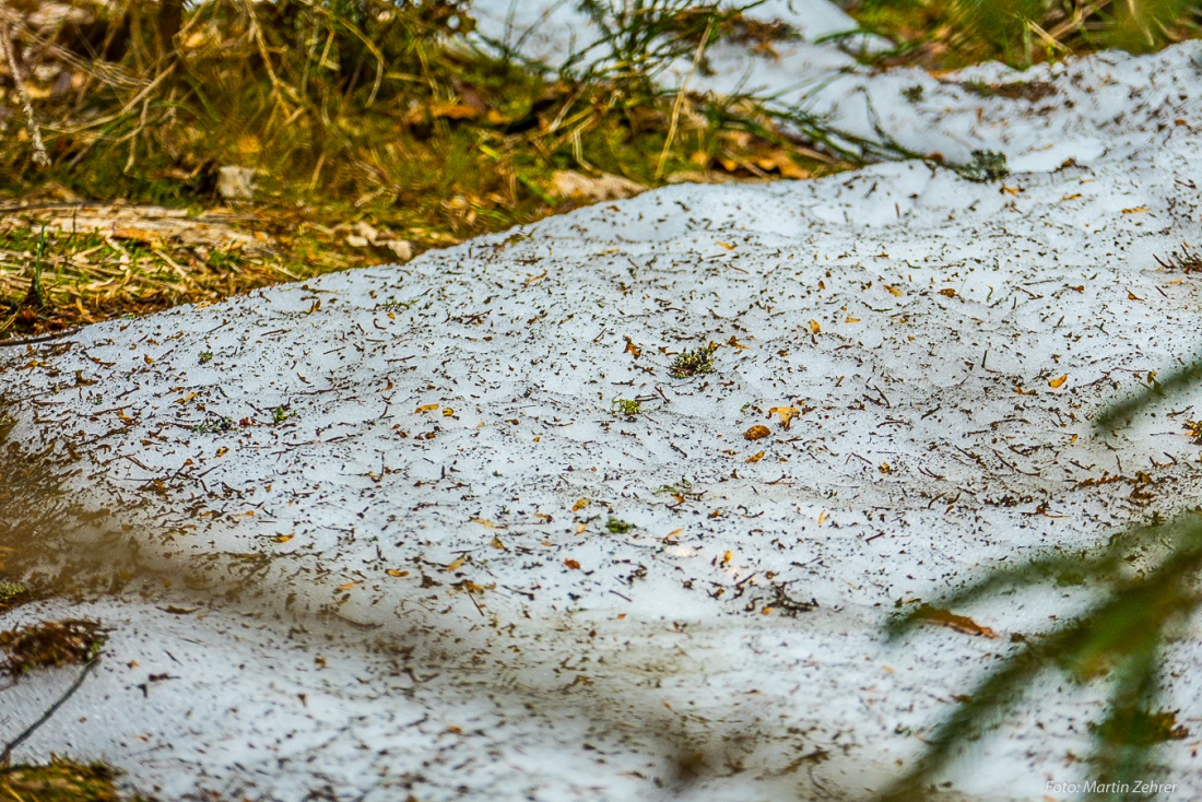 Foto: Martin Zehrer - Wandern um den Fichtelsee am 15. April 2019... Das Wetter war absolut frühlingshaft, in einer versteckten Ecke im Wald konnte man noch eine kleine Fläche Schnee entdecken 