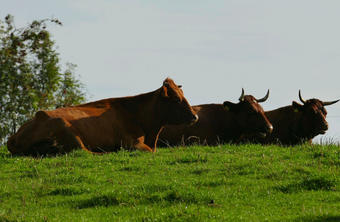 Foto: Martin Zehrer - Wir Chillen auf der Weide... ;-)<br />
<br />
Oberpfälzer Höhenvieh, auch Rotvieh genannt... Unsere Omas und Opas arbeiteten einst noch auf dem Feld mit diesen Tieren. <br />
Sie gehöre 