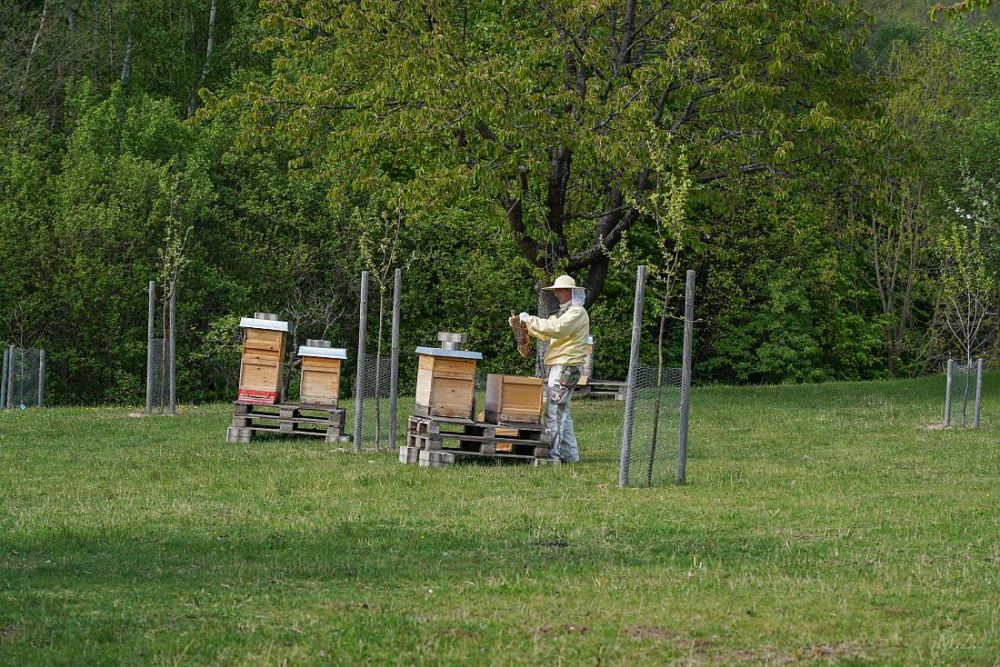 Foto: Martin Zehrer - Hegen und pflegen... Ein Imker bei seiner Arbeit mit den Bienen - Systemrelevant! 