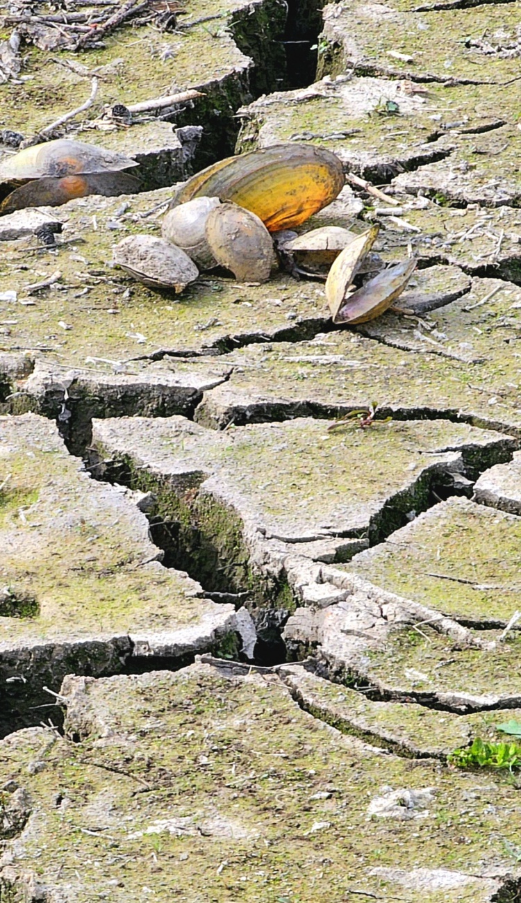Ein Haufen von Muscheln oder doch eine Muschel-Familie?

Fotografiert im kemnather Stadtweiher...
