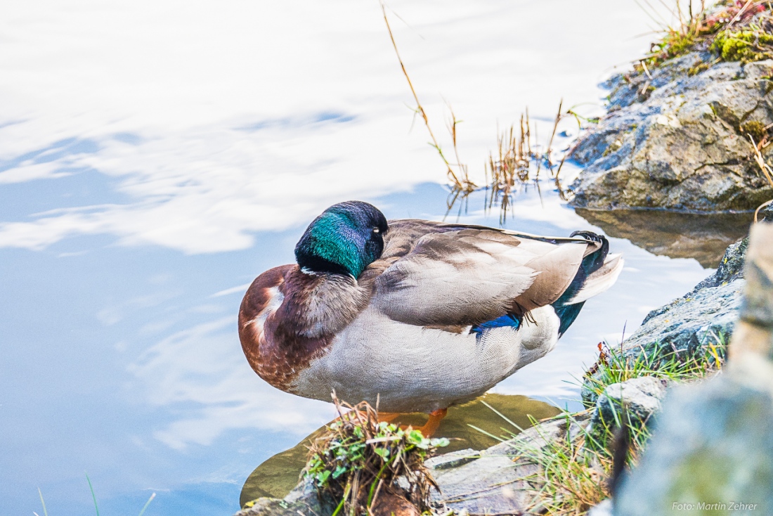 Foto: Martin Zehrer - Traditioneller Weihnachts-Spaziergang...<br />
<br />
Trotzte dem unfreundlichen Wetter - Eine Ente am kemnather Stadtweiher ruht und wartet auf besseres Wetter! 