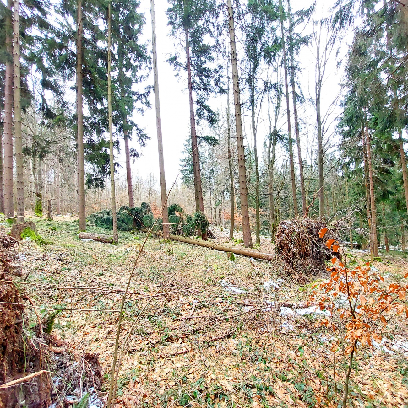 Foto: Martin Zehrer - Herrlich mit Jennifer Müller  :-) Wandern hoch zum Armesberg, oben drüber, hinten runter, einmal rund herum und wieder zurück :-) 