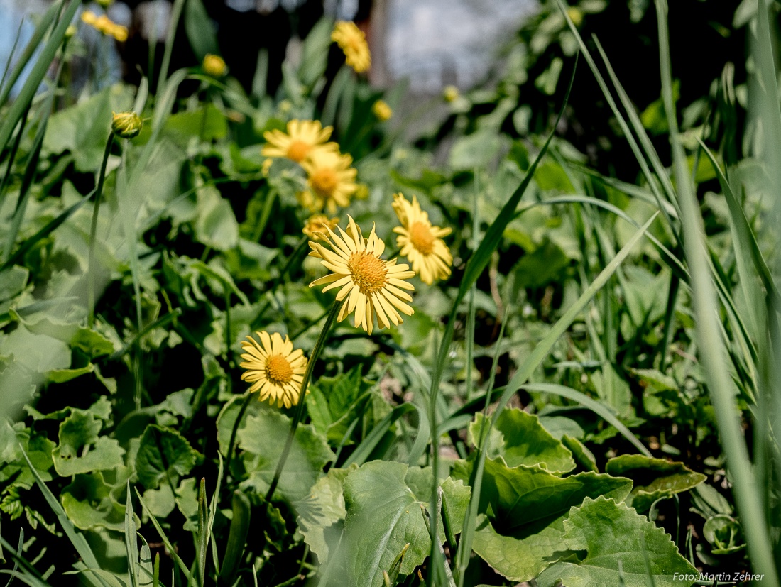 Foto: Martin Zehrer - Der Armesberg blüht... Frühling am 21.4.2018! 