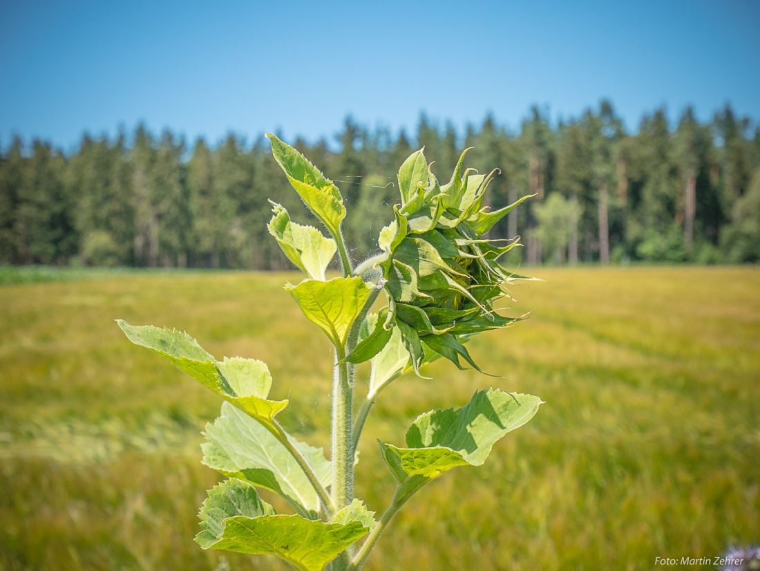 Foto: Martin Zehrer - Warten aufs Erwachsen-Werden... Eine Sonnenblume reift heran...<br />
Radtour von Kemnath nach Waldershof, quer durch den Kösseine-Wald... 