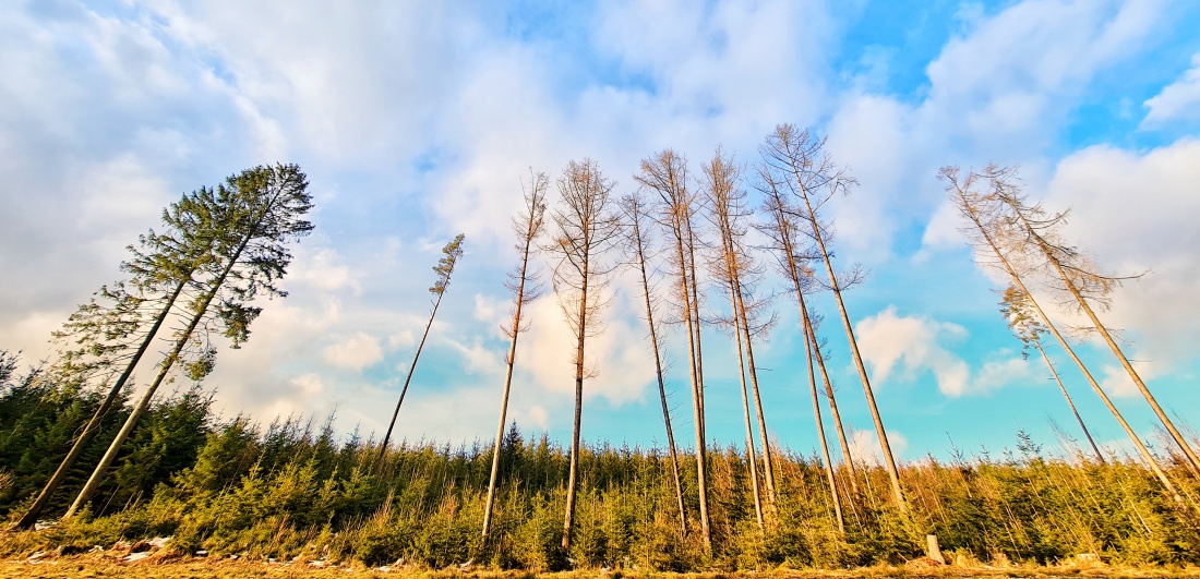 Foto: Jennifer Müller - Schnappschüsse rund um die Baustelle im Hessenreuther Wald... Es wird Frühling ;-) 