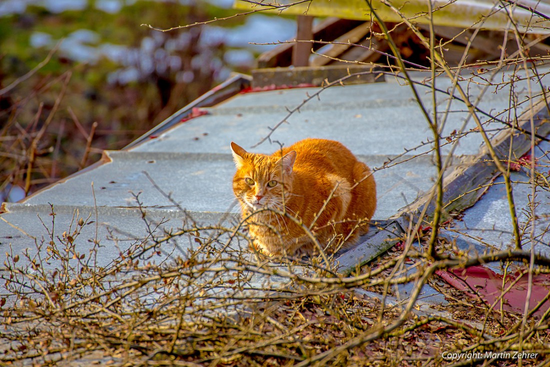 Foto: Martin Zehrer - Katze auf dem Blechdach, gesehen in Kemnath... Gemütlich weilte dieser rote Kater (oder Kätzin) auf einem Blechdach in Kemnath<br />
<br />
8. Februar 2014 