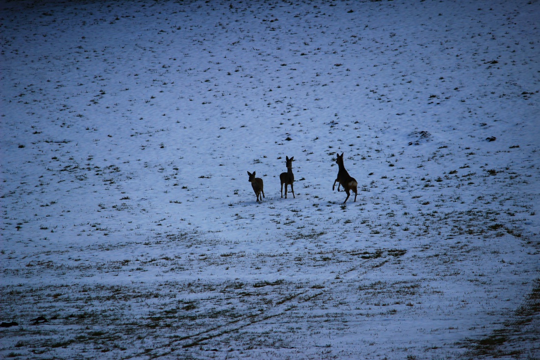 Foto: Joshua Richter - Rehe bei Winterspaziergang gesehn und fotografiert 