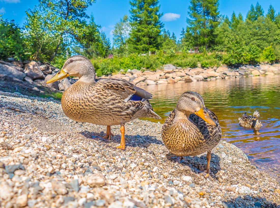 Foto: Martin Zehrer - Enten am Fichtelsee - Zwei beste Freunde! 