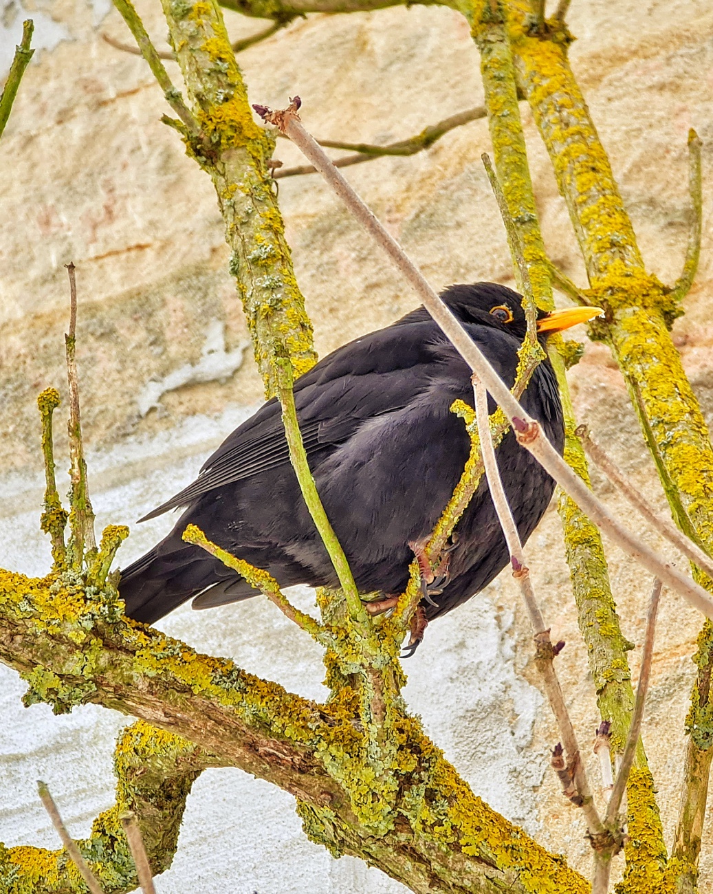 Foto: Jennifer Müller - Ein Amsel-Männchen sitz auf einem Baum und genießt die wärmende Sonne auf dem schwarzen Federkleid. 